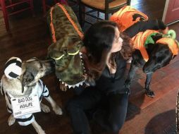 Las mascotas aparecen disfrazadas de dinosaurio, presidiario y calabaza. INSTAGRAM / salmahayek