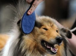 De cada 100 hogares, 70 tienen una mascota, de dicha proporción 57 por ciento tiene perros y 19 por ciento gatos. AFP / ARCHIVO