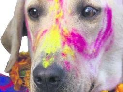 Esta semana se celebró el segundo día del festival y está dedicado al perro. EFE / ESPECIAL