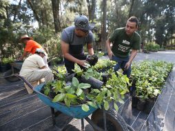 Colaboración. Varios voluntarios apoyan en la organización del vivero ubicado en Los Colomos. EL INFORMADOR / R. Tamayo