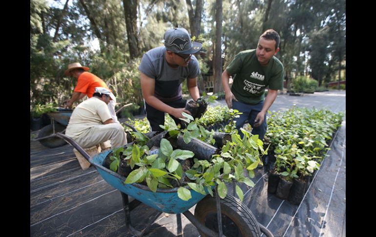 Colaboración. Varios voluntarios apoyan en la organización del vivero ubicado en Los Colomos. EL INFORMADOR / R. Tamayo