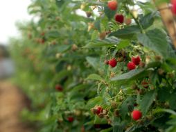 Los antioxidantes naturales contribuyen a fortificar las defensas del cuerpo. EL INFORMADOR / ARCHIVO