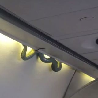 Aeroméxico investiga presencia de víbora en avión