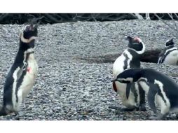El video muestra la lucha de un pingüino macho que, al regresar a su nido tras un año de ausencia, encuentra a su pareja con otro. ESPECIAL / channel.nationalgeographic.com/