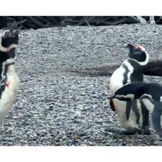 Video de 'Pingüino rompehogares' se vuelve viral en redes sociales