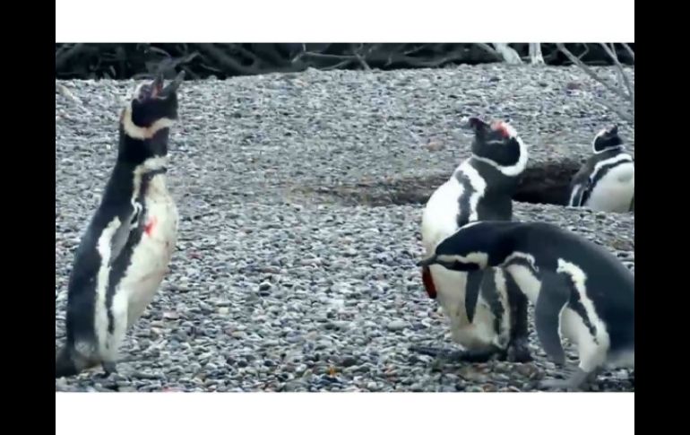 El video muestra la lucha de un pingüino macho que, al regresar a su nido tras un año de ausencia, encuentra a su pareja con otro. ESPECIAL / channel.nationalgeographic.com/