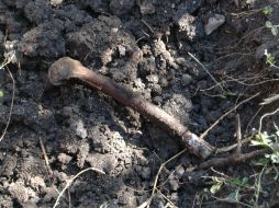 Los cráneos se trasladan a la Ciudad de México para conformar la base de datos que se cruzarán con muestras de ADN. EFE / ARCHIVO