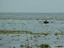 El lirio será retirado con una lancha hacia la orilla del lago, donde máquinas se encargarán de convertirlo en composta. EL INFORMADOR / F. Atilano