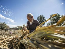 Los pigmentos que sustraen de los desechos de maíz pueden ser usados para elaborar cremas, maquillaje y suplementos alimenticios. EL INFORMADOR / ARCHIVO