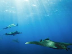 Las mantas de espina producen una sola cría cada dos años, lo que las hace intrínsecamente susceptibles a la sobrepesca. TWITTER / @todoscicese