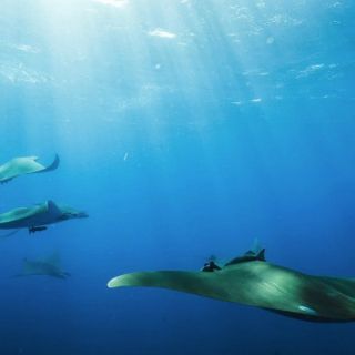 Mantas de espina, en peligro de extinción