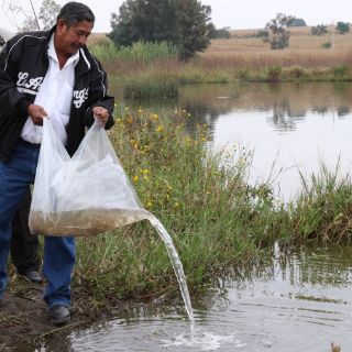 'Siembran' 180 mil crías de tilapia en Tlajomulco