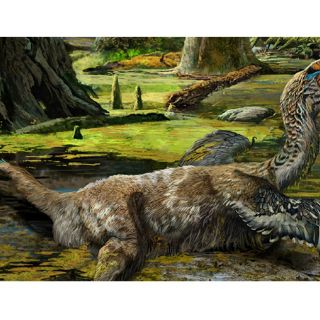 Hallan nueva especie de dinosaurio emplumado en China