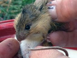 Las ratas emiten una risa ultrasónica que no es audible por el oído humano cuando reciben cosquillas. AP / ARCHIVO