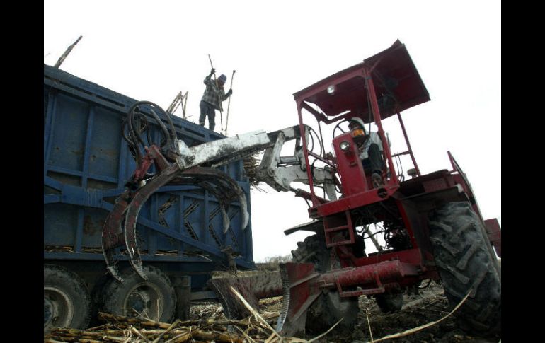 La agroindustria de la caña de azúcar en México representa 0.47 por ciento del Producto Interno Bruto. EL INFORMADOR / ARCHIVO