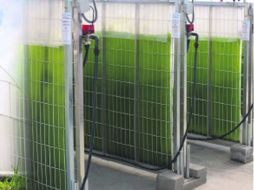 Tiene una laguna de fitotratamiento con capacidad para 13 mil litros para generar agua tratada y obtener las algas. ESPECIAL /