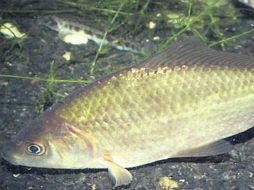 El cyprinus carpio es considerado como 'una especie exótica invasora'. ESPECIAL /