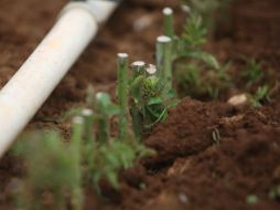 Los científicos utilzian óxido de zinc (ZnO), óxido de hierro (FeO), nanotubos de carbono (NTC), grafito y grafeno. EL INFORMADOR / ARCHIVO