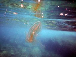 El recinto ha logrado criar unas 50 unidades de estos animales. ESPECIAL / Wikicommons