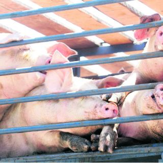 México eleva su productividad agroalimentaria: Sagarpa