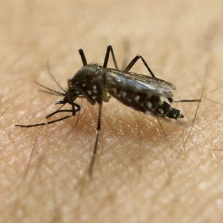 Los mosquitos pueden portar zika y chikungunya a la vez