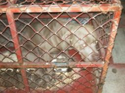 El perro se encuentra en un centro de salud animal y no se descarta que deba ser sacrificado. EL INFORMADOR / Bomberos de Guadalajara