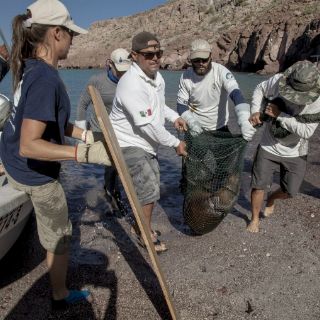 Rescatan a tres lobos marinos en Baja California Sur