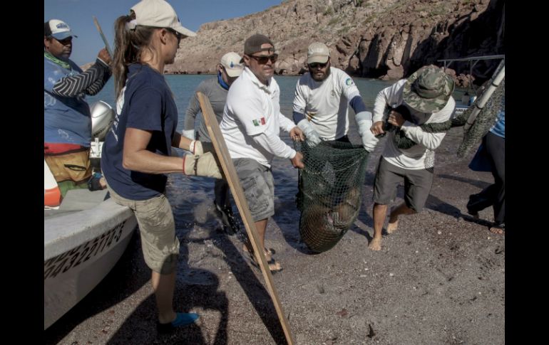 Una vez desenmallados, los tres lobos marinos fueron incorporados con éxito a su hábitat natural. NTX /