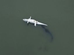 Un ejemplar de yacaré de papo amarelo muerto flota en la laguna de Zona Oeste de Río de Janeiro, que bañan parte del Parque Olímpico. EFE /
