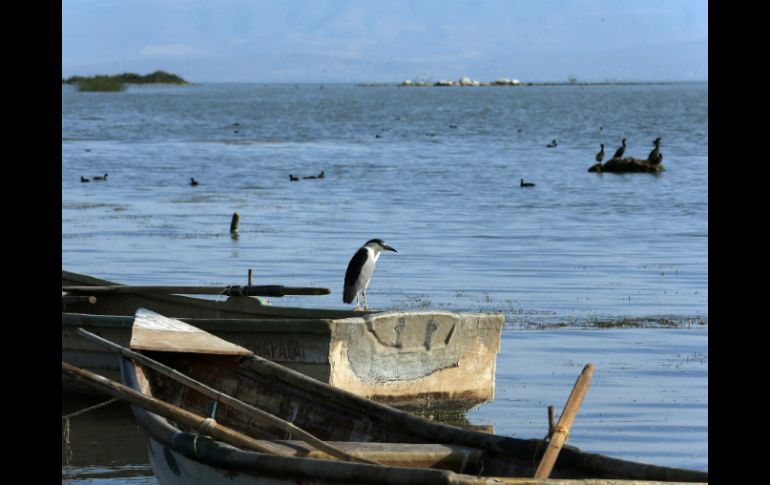 En los últimos 15 años la recuperación media anual ha sido de 1.28 metros, por lo que la del 2016 es ligeramente inferior a la media. EL INFORMADOR / ARCHIVO