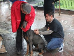 Además, el microchip facilitará que cualquier mascota percica pueda volver a encontrarse con su familia con facilidad. ESPECIAL / Gobierno de Tlaquepaque