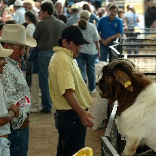 Prohíben narcocorridos en Feria Ganadera de Sinaloa