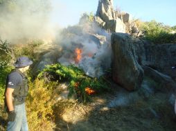 El Ministerio Público de la Federación destruyó por medio de incineración los cinco sembradíos de mariguana encontrados. NTX / ARCHIVO