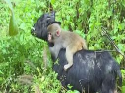 El chango se aferra a una cabra. YOUTUBE / CCTV+