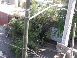 El mismo martes que cayó la rama, autoridades fueron a podar el árbol. ESPECIAL /