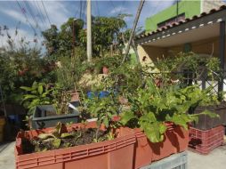 Huerto urbano en una casa de la colonia Lomas del Paraíso. EL INFORMADOR / ARCHIVO