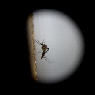 El zika ya no es emergencia de salud mundial: OMS