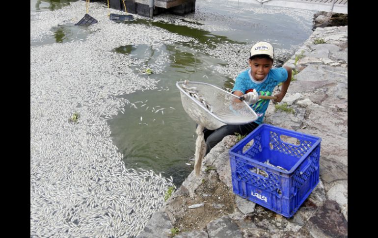 La CEDHJ emite la recomendación luego de la muerte masiva de peces en agosto de 2015. EL INFORMADOR / ARCHIVO