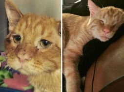 A través de Instagram, su actual dueña registró día con día la evolución física del felino. INSTAGRAM / benbencatcat