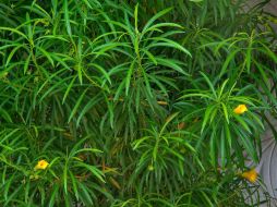 La planta es conocida comúnmente como campanita. ESPECIAL /