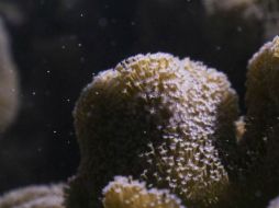 Cada año los corales sincronizan óvulos y espermatozoides, fenómeno descrito como una tormenta de nieve submarina. ESPECIAL / WWF
