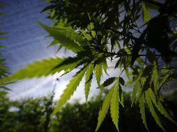 La Cofepris es la única autoridad que puede otorgar un permiso para que pacientes puedan ser tratados con cannabis. NTX / ARCHIVO