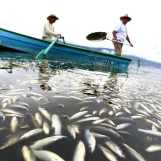 Tlajomulco responde a la CEDHJ sobre Laguna de Cajititlán