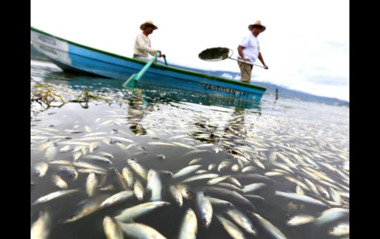 Destacan la disminución de muerte de peces dentro de la Laguna este año comparado con el 2015. EL INFORMADOR / ARCHIVO