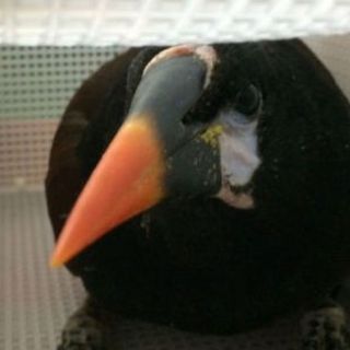 Detienen a traficantes de aves silvestres en el aeropuerto capitalino