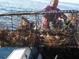 Pesca de langostas en el Caribe mexicano. NTX / ARCHIVO