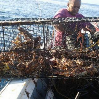 Confeccionan en Yucatán novedosos refugios artificiales para langostas