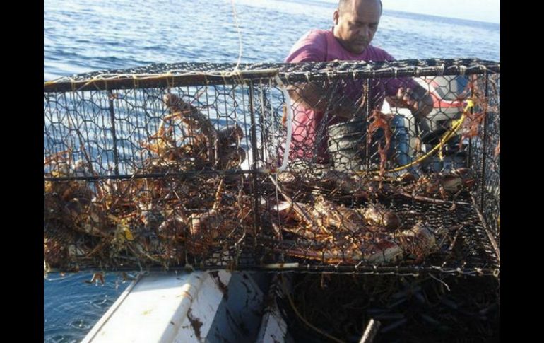 Pesca de langostas en el Caribe mexicano. NTX / ARCHIVO