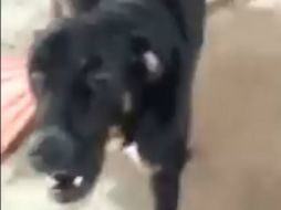 ''¡Tú eres Peña Nieto!'', dice el hombre a Lorenzo y este no cesa de ''llorar''. YOUTUBE / る香