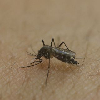 México, sin casos de microcefalia por zika
